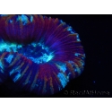 WYSIWYG Trachyphyllia geoffroyi G4 (7.5 cm)