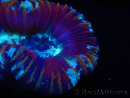 WYSIWYG Trachyphyllia geoffroyi G4 (7.5 cm)