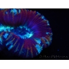 WYSIWYG Trachyphyllia geoffroyi G4 (7.5 cm)