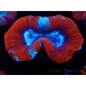 WYSIWYG Trachyphyllia geoffroyi G5 (7.5 cm)