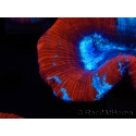 WYSIWYG Trachyphyllia geoffroyi G5 (7.5 cm)