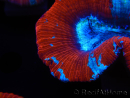 WYSIWYG Trachyphyllia geoffroyi G5 (7.5 cm)