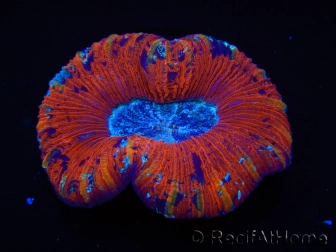 WYSIWYG Trachyphyllia geoffroyi H1 (7.5 cm)