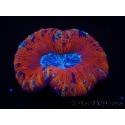 WYSIWYG Trachyphyllia geoffroyi H1 (7.5 cm)