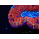 WYSIWYG Trachyphyllia geoffroyi H1 (7.5 cm)