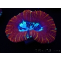 WYSIWYG Trachyphyllia geoffroyi H2 (7.5 cm)