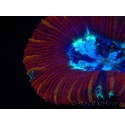 WYSIWYG Trachyphyllia geoffroyi H2 (7.5 cm)
