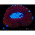 WYSIWYG Trachyphyllia geoffroyi H3 (7.5 cm)