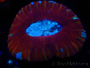 WYSIWYG Trachyphyllia geoffroyi H3 (7.5 cm)