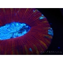 WYSIWYG Trachyphyllia geoffroyi H3 (7.5 cm)