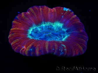 WYSIWYG Trachyphyllia geoffroyi H4 (7.5 cm)