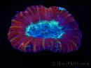 WYSIWYG Trachyphyllia geoffroyi H4 (7.5 cm)