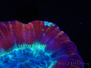 WYSIWYG Trachyphyllia geoffroyi H4 (7.5 cm)
