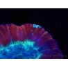 WYSIWYG Trachyphyllia geoffroyi H4 (7.5 cm)