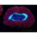 WYSIWYG Trachyphyllia geoffroyi H5 (7.5 cm)