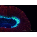 WYSIWYG Trachyphyllia geoffroyi H5 (7.5 cm)