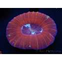 WYSIWYG Trachyphyllia geoffroyi D2 (5.5 cm)