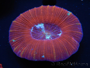 WYSIWYG Trachyphyllia geoffroyi D2 (5.5 cm)