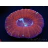 WYSIWYG Trachyphyllia geoffroyi D2 (5.5 cm)