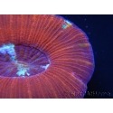 WYSIWYG Trachyphyllia geoffroyi D2 (5.5 cm)