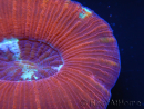 WYSIWYG Trachyphyllia geoffroyi D2 (5.5 cm)