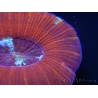 WYSIWYG Trachyphyllia geoffroyi D2 (5.5 cm)