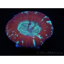 WYSIWYG Trachyphyllia geoffroyi D5 (7.5 cm)