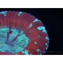WYSIWYG Trachyphyllia geoffroyi D5 (7.5 cm)
