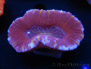 WYSIWYG Trachyphyllia geoffroyi F5 (7.5 cm)