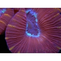 WYSIWYG Trachyphyllia geoffroyi G1 (7.5 cm)