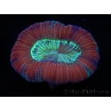 WYSIWYG Trachyphyllia geoffroyi G2 (7.5 cm)