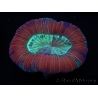WYSIWYG Trachyphyllia geoffroyi G2 (7.5 cm)