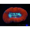WYSIWYG Trachyphyllia geoffroyi G3 (7.5 cm)