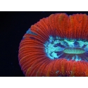 WYSIWYG Trachyphyllia geoffroyi G3 (7.5 cm)