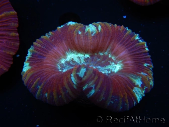 WYSIWYG Trachyphyllia geoffroyi G4 (7.5 cm)