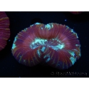 WYSIWYG Trachyphyllia geoffroyi G4 (7.5 cm)