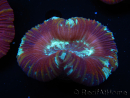 WYSIWYG Trachyphyllia geoffroyi G4 (7.5 cm)