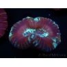 WYSIWYG Trachyphyllia geoffroyi G4 (7.5 cm)