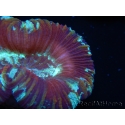 WYSIWYG Trachyphyllia geoffroyi G4 (7.5 cm)
