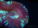 WYSIWYG Trachyphyllia geoffroyi G4 (7.5 cm)