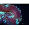 WYSIWYG Trachyphyllia geoffroyi G4 (7.5 cm)