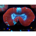 WYSIWYG Trachyphyllia geoffroyi G5 (7.5 cm)