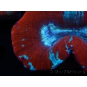 WYSIWYG Trachyphyllia geoffroyi G5 (7.5 cm)