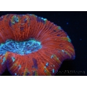 WYSIWYG Trachyphyllia geoffroyi H1 (7.5 cm)