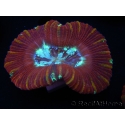 WYSIWYG Trachyphyllia geoffroyi H2 (7.5 cm)