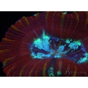 WYSIWYG Trachyphyllia geoffroyi H2 (7.5 cm)