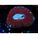 WYSIWYG Trachyphyllia geoffroyi H3 (7.5 cm)