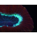 WYSIWYG Trachyphyllia geoffroyi H5 (7.5 cm)
