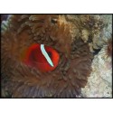 Amphiprion frenatus
