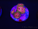 WYSIWYG Zoanthus Space Chaos 2D6